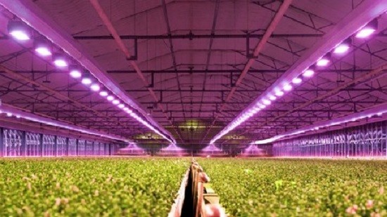 Wie profitiert die Landwirtschaft von LED-Wachstumslampen?